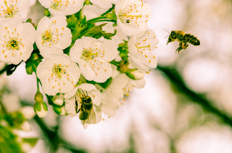 白色的花和蜂