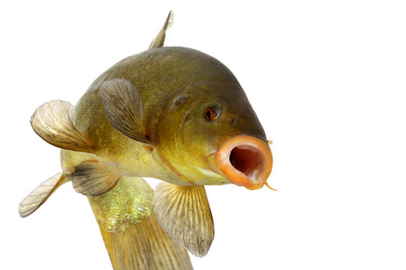 鲤鱼的嘴唇图片