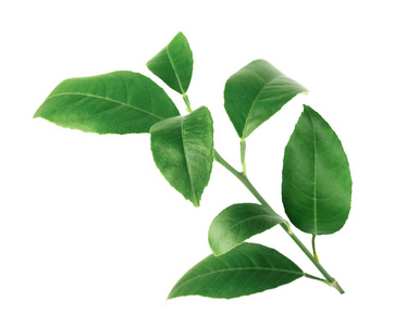 柑橘叶片图片-柑橘叶片素材-柑橘叶片插画-摄图新视界