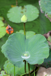 莲花灯泡和叶图片