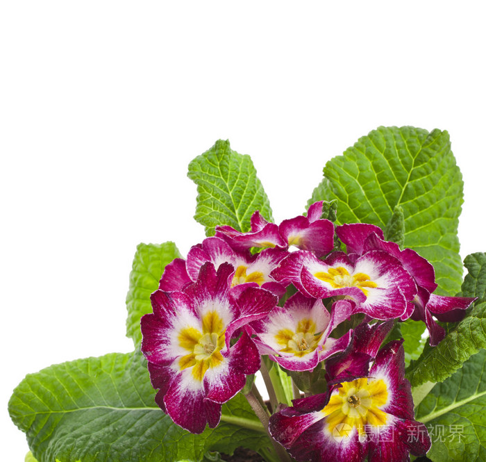 盛开的樱草花报春属植物夜来香照片 正版商用图片1feh4i 摄图新视界 盛开的樱草花报春属植物夜来香照片 正版商用图片1feh4i 摄图新视界