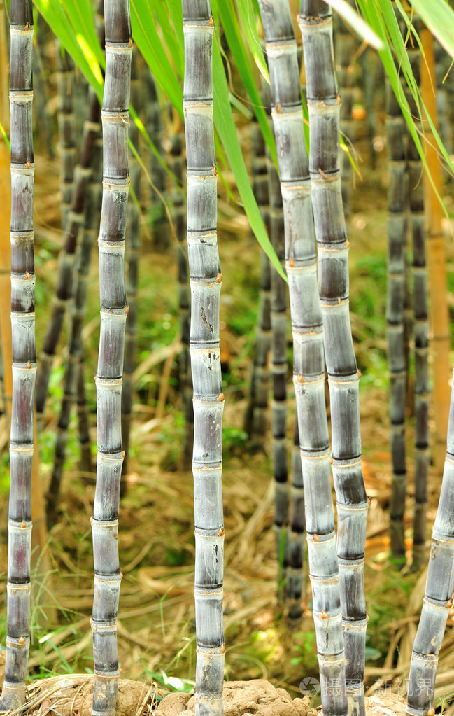 甘蔗植物