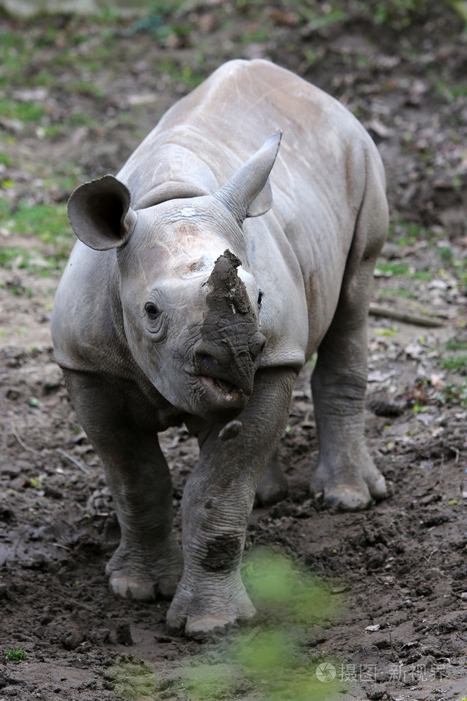 年轻的黑犀牛