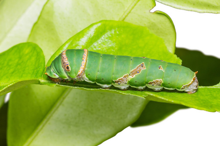 毛虫打开的礼盒上有一个丝带蝴蝶结和三个时尚蓝色spa化妆品的小模型