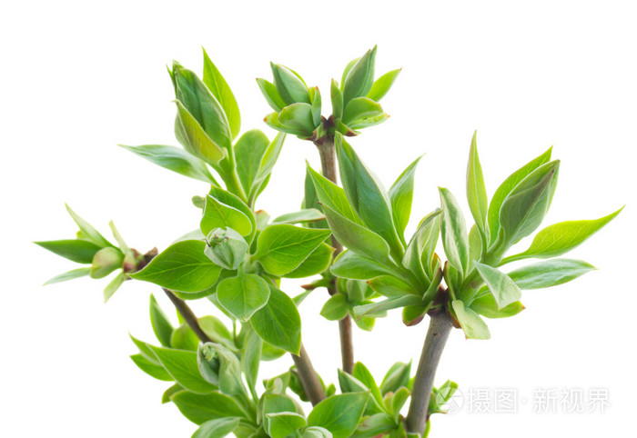 春天树上的新芽关闭