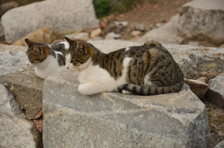 废墟，以弗所的猫