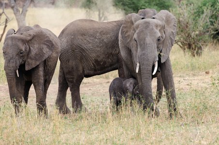 塔兰吉雷国家公园的大象