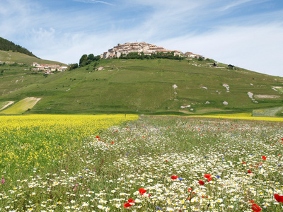 castelluccio di 阿西西。小扁豆的培养