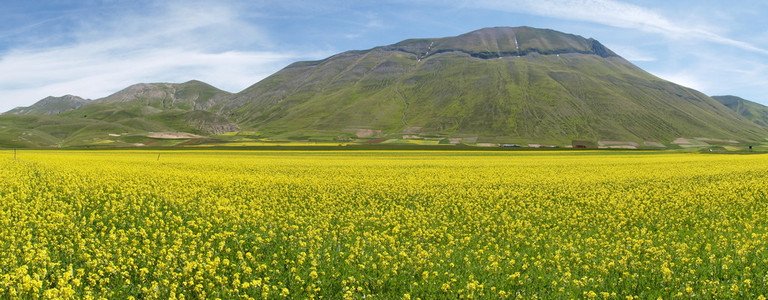 castelluccio di 阿西西。小扁豆的培养