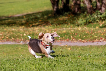 cane Beagle in esecuzione sullerbabeagle 犬在草地上运行