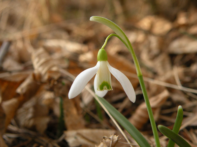 雪花莲