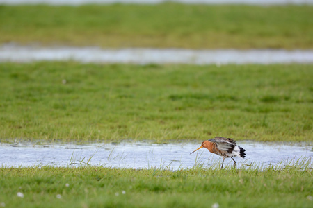 黑尾的 godwit