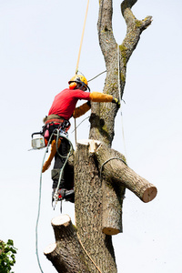 切割用链锯树树艺师