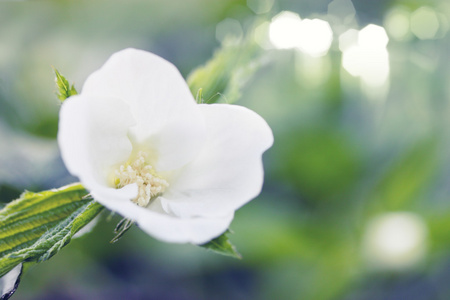 在花园里的白花