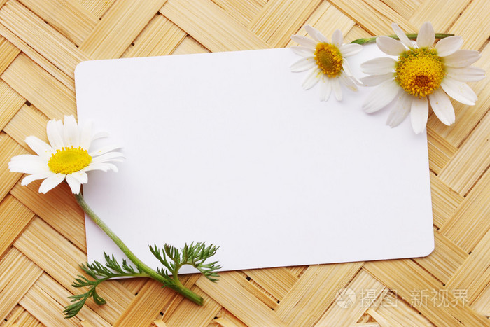 满雏菊的明信片