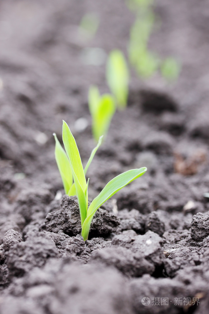 青春萌动期玉米