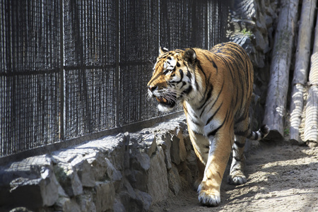 美丽的西伯利亚老虎关在笼子里图片