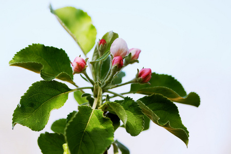 芽的苹果树