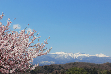 日本的樱花树景观