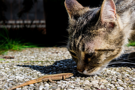 猫嗅到一只蜥蜴