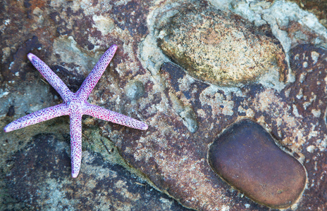 海洋之星和石头