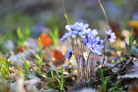 蓝色的花