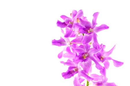 孤立的紫色兰花花
