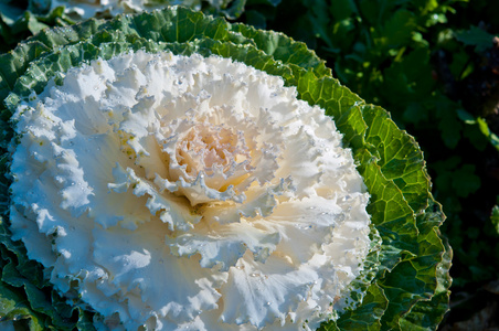 白色花甘蓝和羽衣甘蓝或观赏白菜和 k