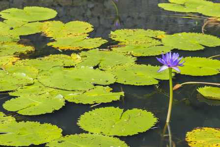 水百合花