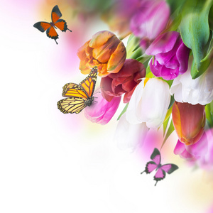 微妙的郁金香与蝴蝶