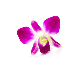 紫色兰花孤立白色背景