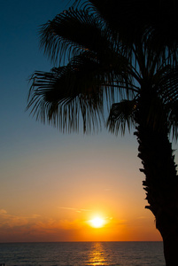 海边的夕阳，晚上海，棕榈树