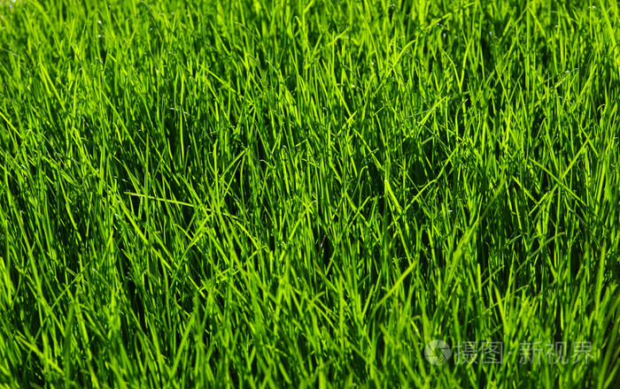 草背景照片 正版商用图片1fffaa 摄图新视界