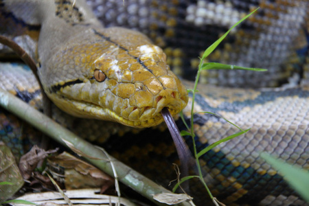    python python reticulatus  