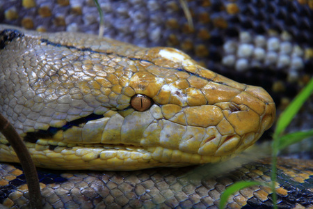    python python reticulatus  