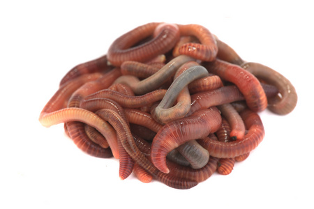 加州红地球蠕虫图片