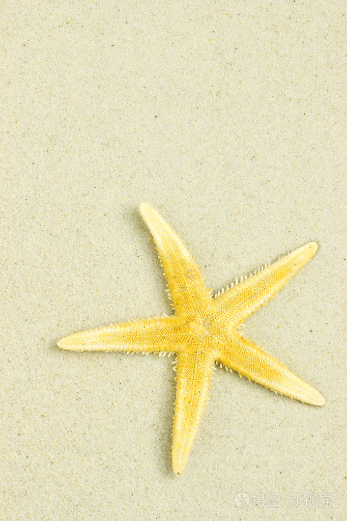 海星