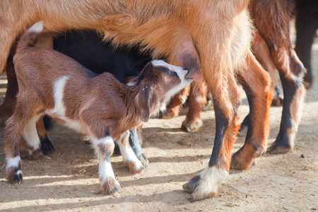 goatling 挤奶