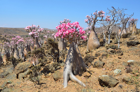 也门索科特拉岛,瓶子树 (沙漠玫瑰-试管) 上高原牧觅佳野照片