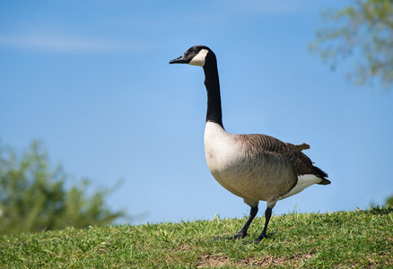 加拿大鹅Branta canadensis