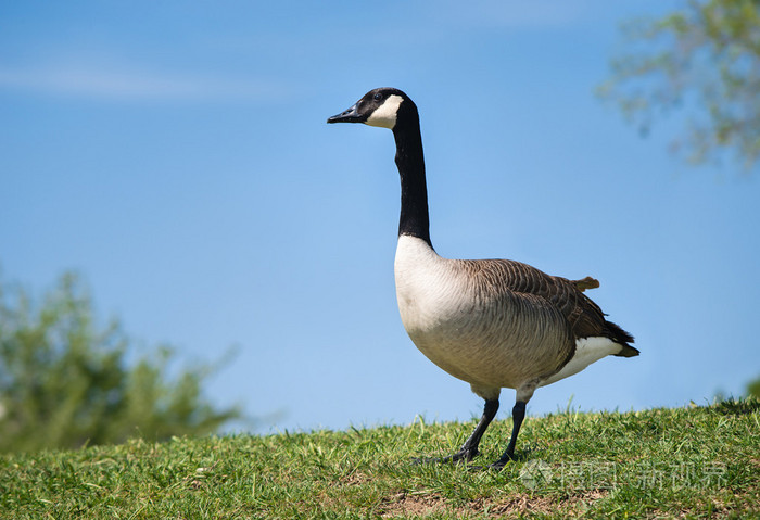 加拿大鹅(branta canadensis)照片-正版商用图片1ffl1k-摄图新视界