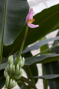 香蕉树开花