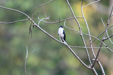 Falconet delle FilippineMicrohierax erythrogenysNellisola di