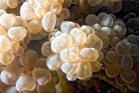同时在印度尼西亚潜水的硬珊瑚宏详细