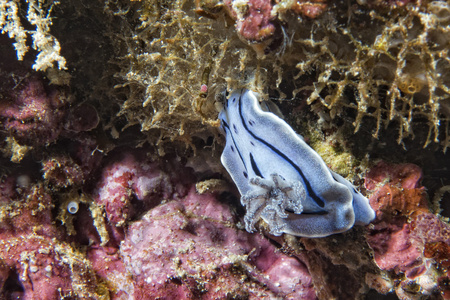 chromodoris coi 裸鳃亚目