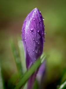 雨后的番红花