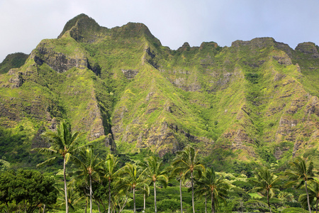 kualoa 牧场的绿色悬崖