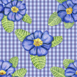 在蓝色背景上的报春花属植物