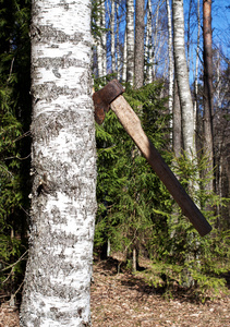 斧头桦树森林背景图片
