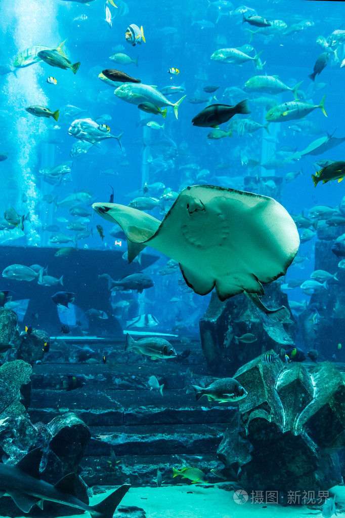 魟鱼.在一片珊瑚礁水族馆热带鱼